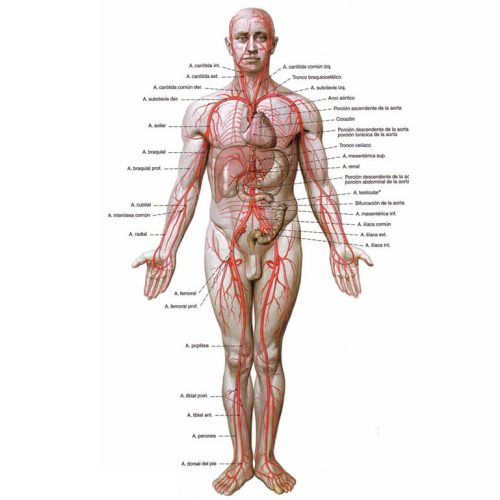 sistema_circulatorio_arterial