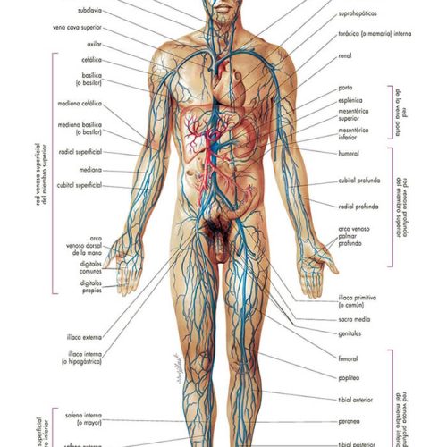 sistema_venoso